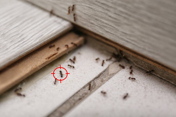  Bar Nunn, WY Pest Control Pros