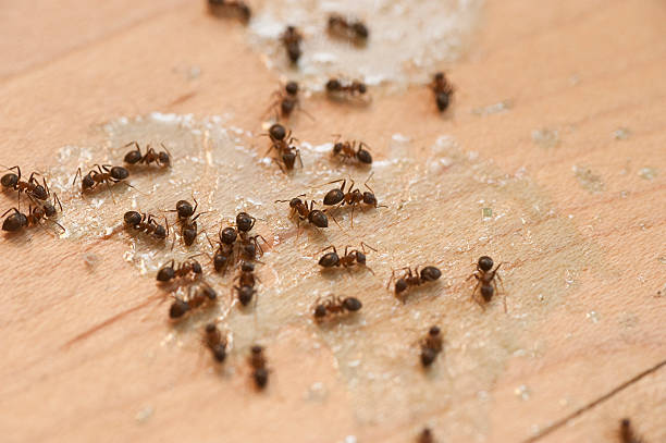 Best Commercial Pest Control Services  in Bar Nunn, WY
